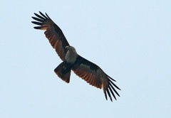 IMG_2058a1